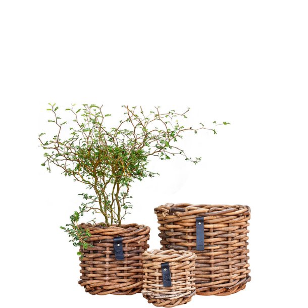 Rund Rattan Urtepotte (Cylindrisk) - Sarang (st m. 3 stk. / 3 str.)