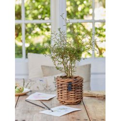 Rund Rattan Urtepotte (Cylindrisk) - Sarang (st m. 3 stk. / 3 str.)