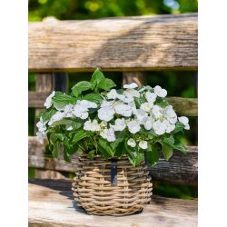 "Pre" Rund Rattanurtepotte - Kubu (inkl. pose)