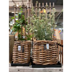 Maxi Low Firkantet Rattankurv (inkl. pose)