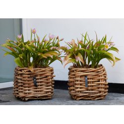 Firkantet Rattankurv (st m. 3 stk. / 3 str.) - inkl. poser