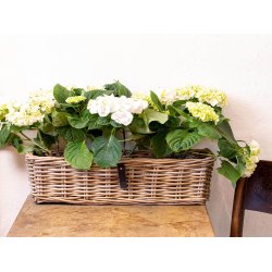 Midi Aflang Rattanbakke - Kubu