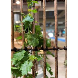 Rattan Hegn, Vertikal (120 x 150)