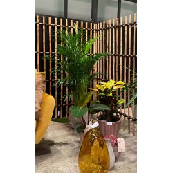 Rattan Hegn, Vertikal (98 x 150)