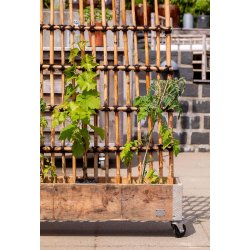 Rattan Hegn, Vertikal (98 x 150)