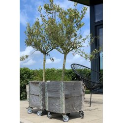 Quadro Kasse 2 Lag m. Hjul