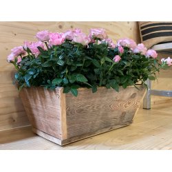 Plante Trug (50 cm)