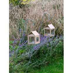 Hasselnd Hngelanterne