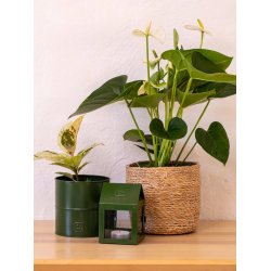 Olivengrn Hngelanterne