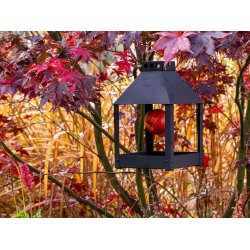 Sort Mini Quadro 'Birdy Eat' Foderbrt