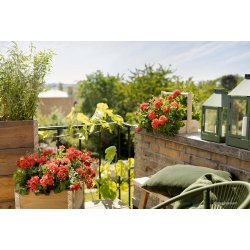 Olivengrn Mini Lanterne