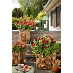 Olivengrn Midi Lanterne