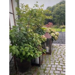 Kobber Maxi Lanterne