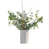 Greige Opsats/Vase (til LED Bloklys i 10 cm)