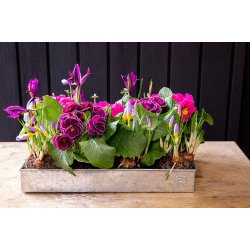 Lav Bundbakke t. Mini Vksthus