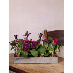 Lav Bundbakke t. Mini Vksthus