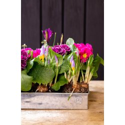 Lav Bundbakke t. Mini Vksthus