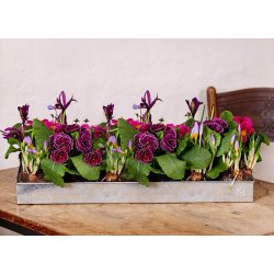 Lav Bundbakke t. Maxi Vksthus