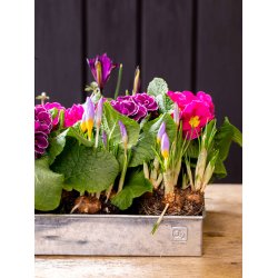 Lav Bundbakke t. Maxi Vksthus