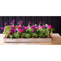 Lav Bundbakke t. Maxi Vksthus