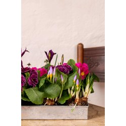 Lav Bundbakke t. Maxi Vksthus