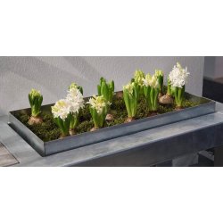 Hj Bundbakke t. Maxi Vksthus