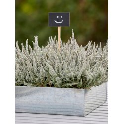 Galvaniseret Firkantet Plantebakke (st m. 3 stk. / 3 str.)