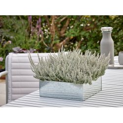 Galvaniseret Firkantet Plantebakke (st m. 3 stk. / 3 str.)