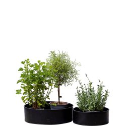 Sort Rund Plantebakke (st m. 2 stk. / 2 str.)