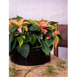 Sort Rund Plantebakke (st m. 2 stk. / 2 str.)