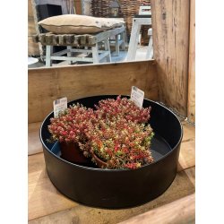 Sort Rund Plantebakke (st m. 2 stk. / 2 str.)