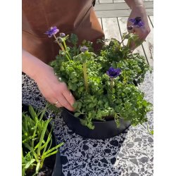 Sort Rund Plantebakke (st m. 2 stk. / 2 str.)