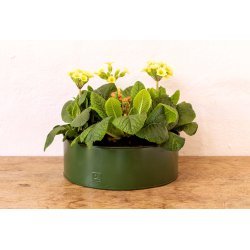 Olivengrn Rund Plantebakke (st m. 2 stk. / 2 str.)
