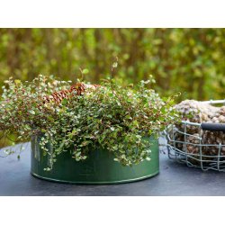 Olivengrn Rund Plantebakke (st m. 2 stk. / 2 str.)