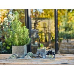 Galvaniseret Mini Rektangulr Dekobakke