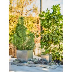 Galvaniseret Mini Rektangulr Dekobakke