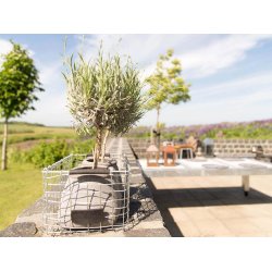 Midi Firkantet Trdkurv