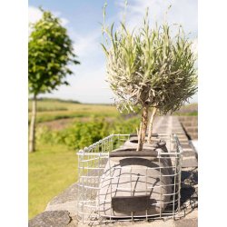 Maxi Firkantet Trdkurv