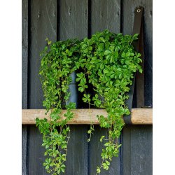 Sort Vase (st m. 2 stk. / 2 str.)