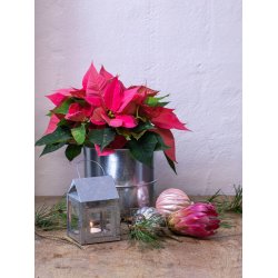 Galv. Urtepotte (st m. 3 stk. / 3 str.)