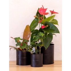 Sort Urtepotte (st m. 3 stk. / 3 str.)