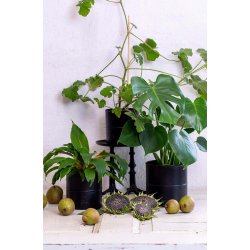 Sort Urtepotte (st m. 3 stk. / 3 str.)