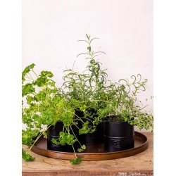 Sort Urtepotte (st m. 3 stk. / 3 str.)