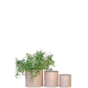 Hasselnd Urtepotte (st m. 3 stk. / 3 str.)