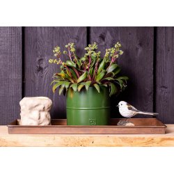 Olivengrn Urtepotte (st m. 3 stk. / 3 str.)