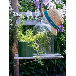 Olivengrn Urtepotte (st m. 3 stk. / 3 str.)