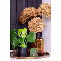 Sort Urtepotte (st m. 6 stk. / 5 str.)