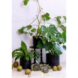 Sort Urtepotte (st m. 6 stk. / 5 str.)