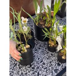 Sort Urtepotte (st m. 6 stk. / 5 str.)