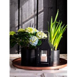 Sort Urtepotte (st m. 6 stk. / 5 str.)